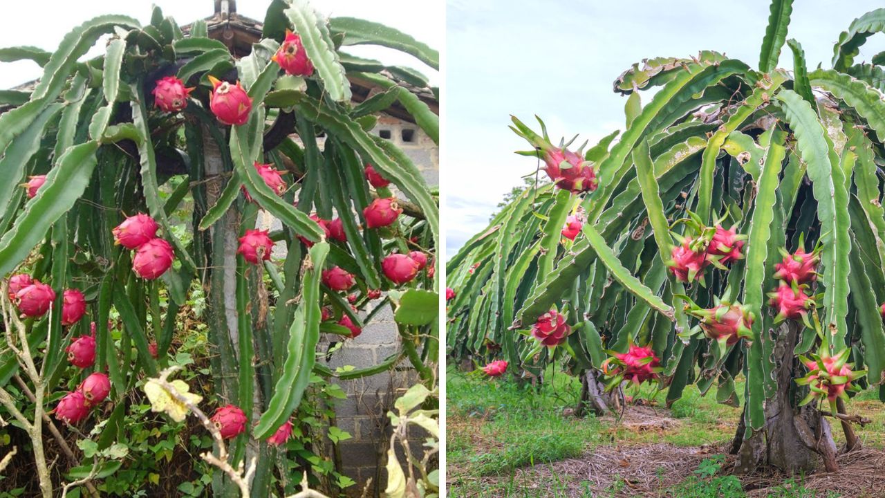 cultivo de pitaya