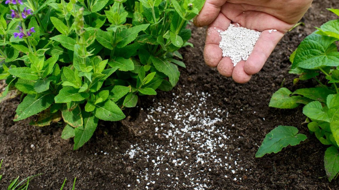 farinha de ossos para plantas