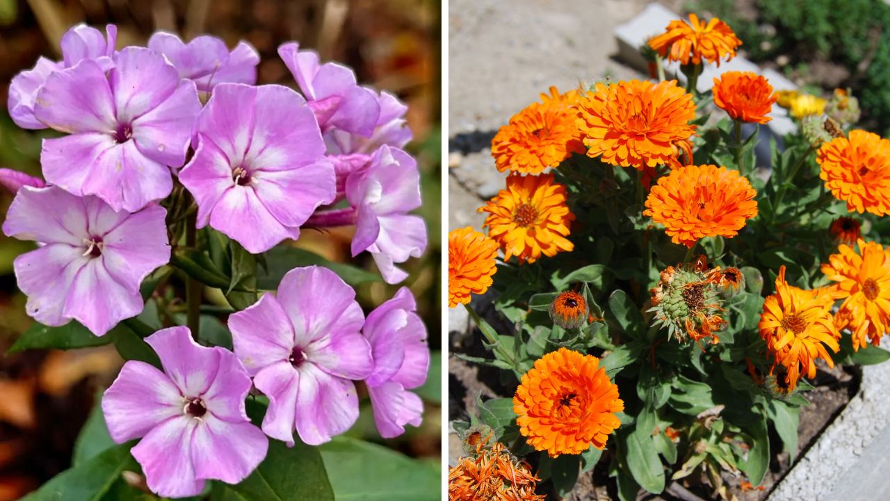 flores que prosperam em março