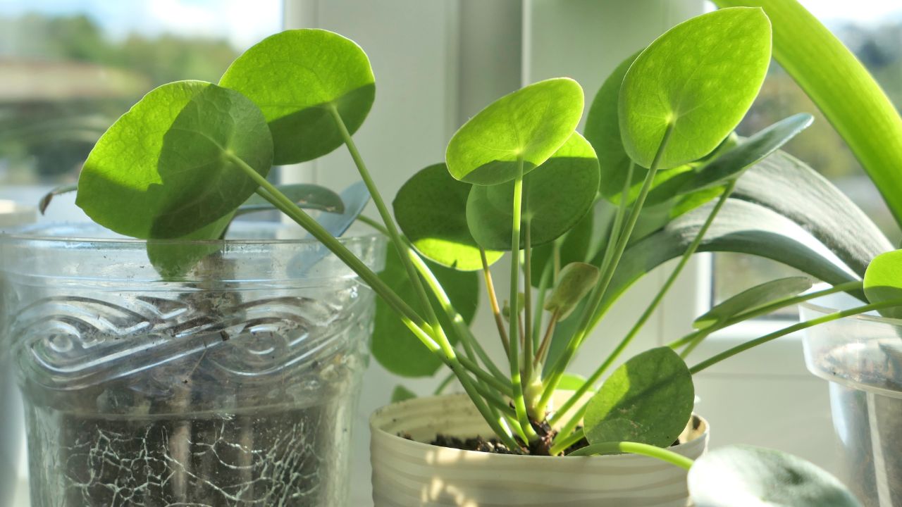 folhas de Pilea peperomioides