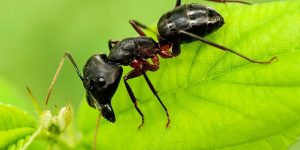 formiga em planta