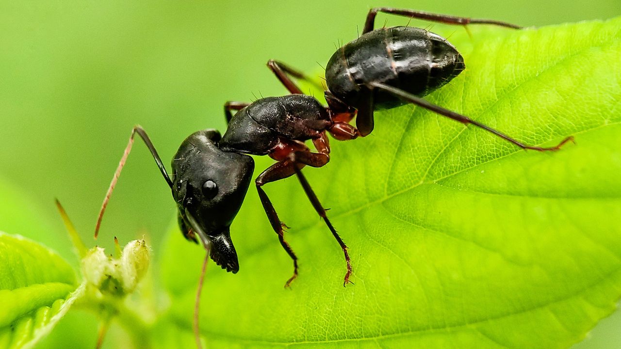 formiga em planta