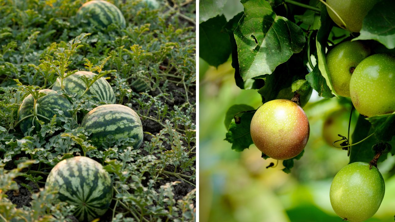 melancia e maracujá para plantar em fevereiro