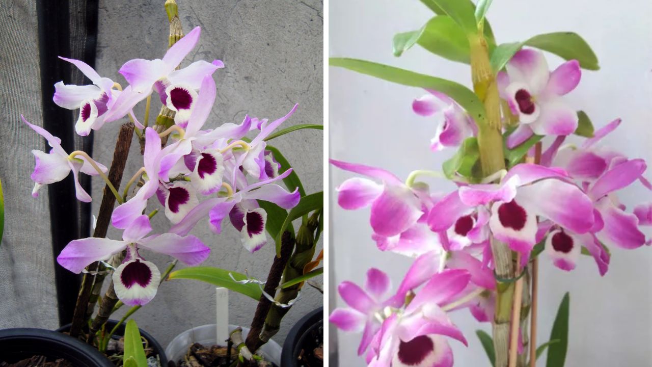 orquídea olho de boneca