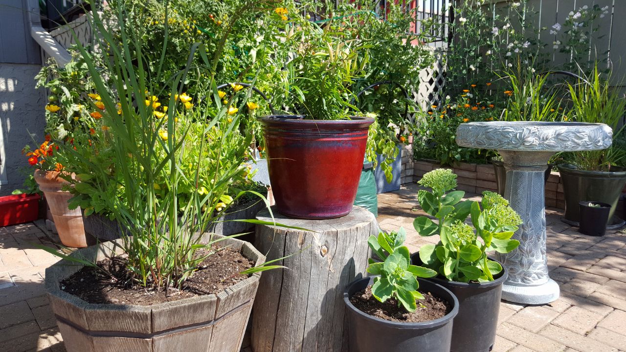 pátio de jardim pequeno com plantas