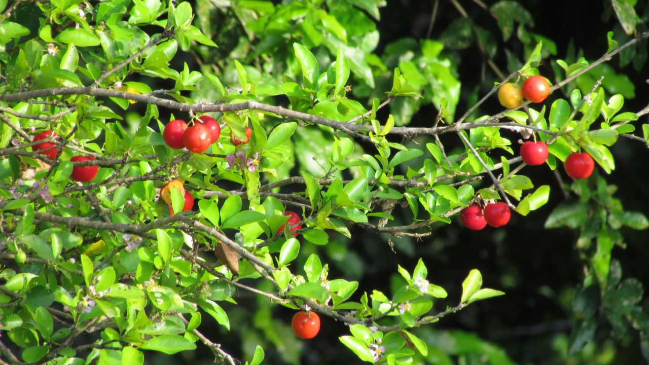 pé de acerola