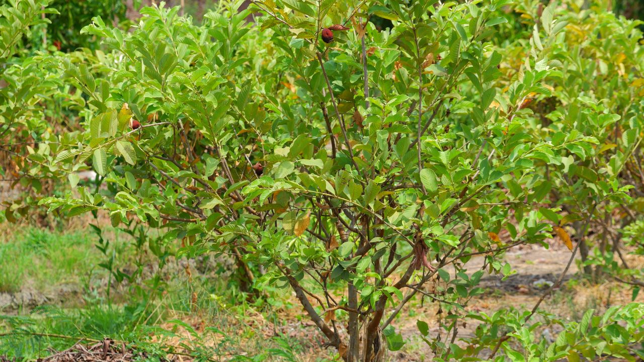 pé de goiaba