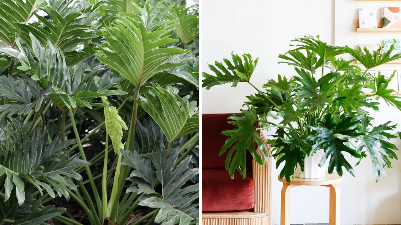 philodendron bipinnatifidum