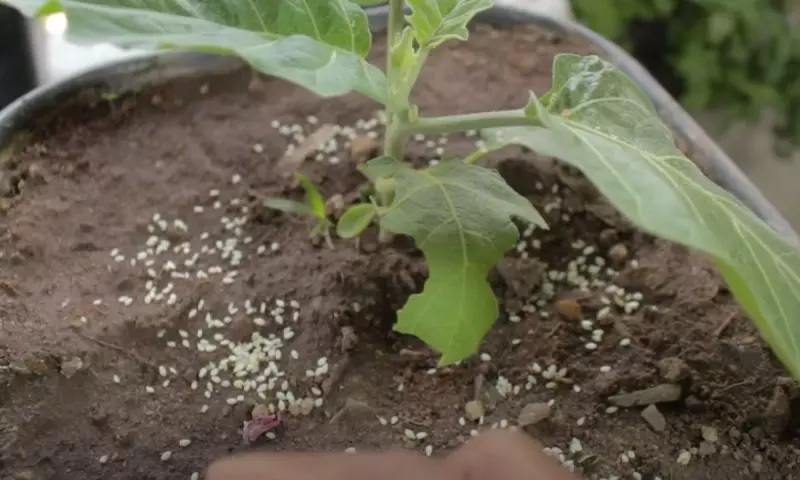 planta com folha comida por formigas