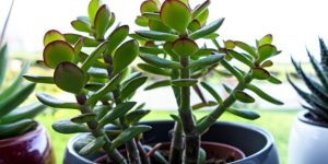 planta jade em vaso azul