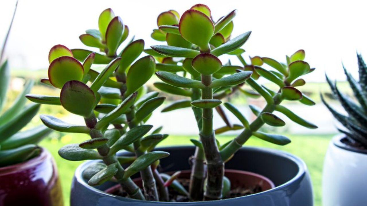 planta jade em vaso azul