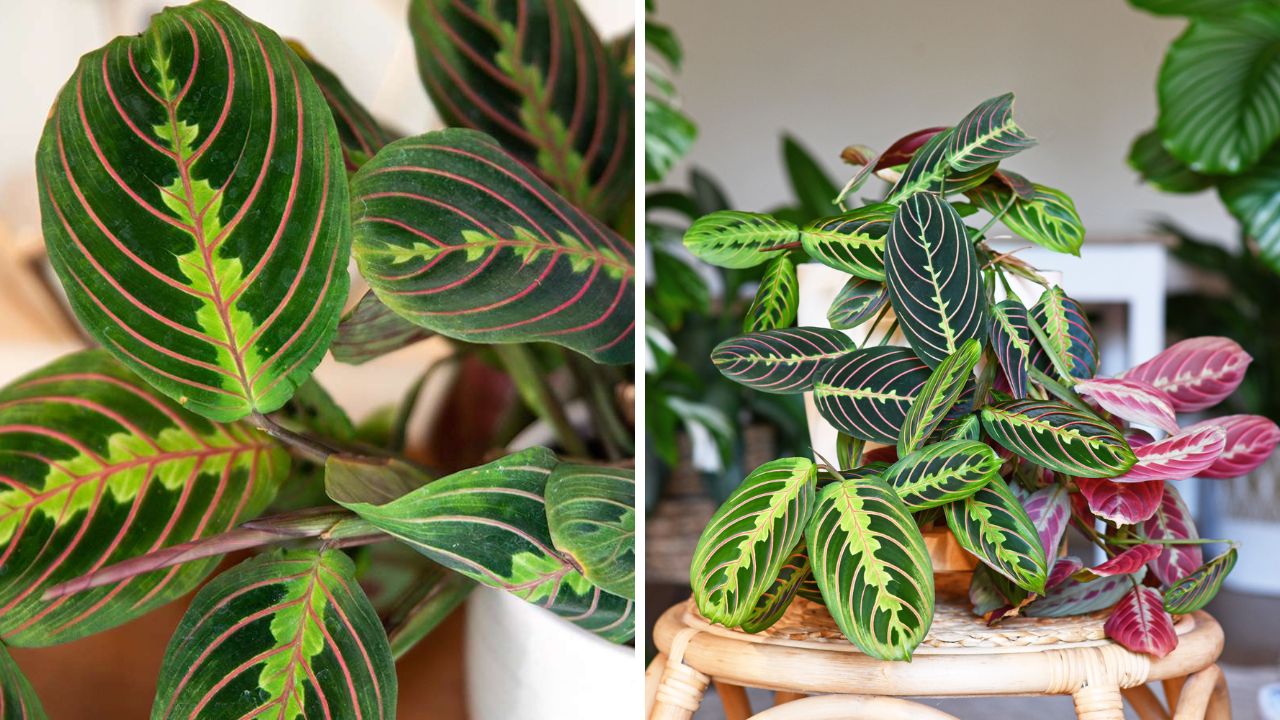 planta maranta