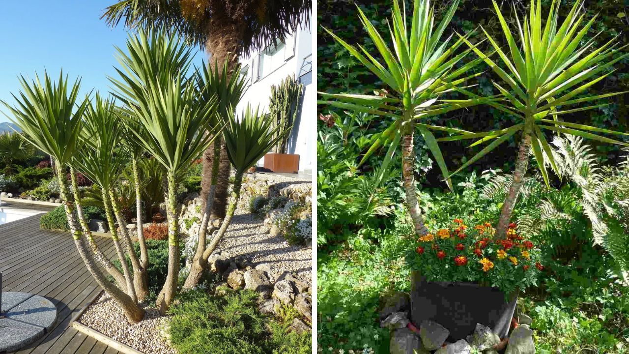 planta yucca