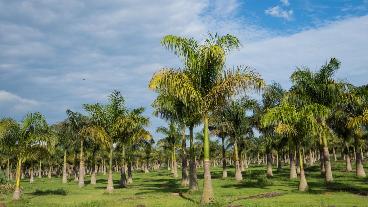 plantação de palmeira-imperial