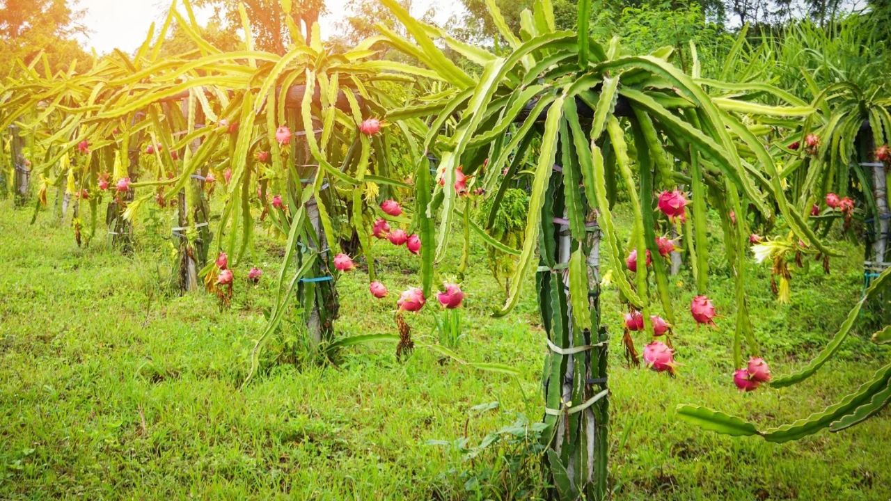 plantação de pés de pitaya