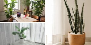 plantas de interior em vasos grandes