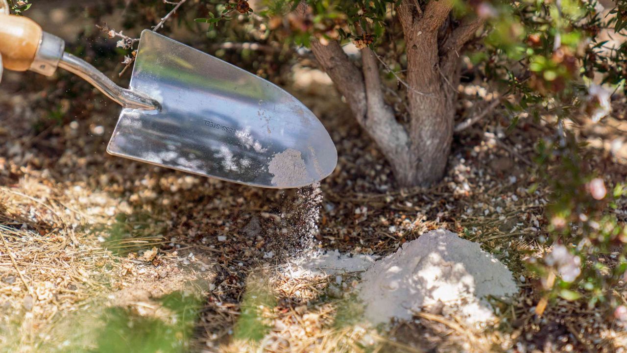 uso de farinha de ossos para plantas