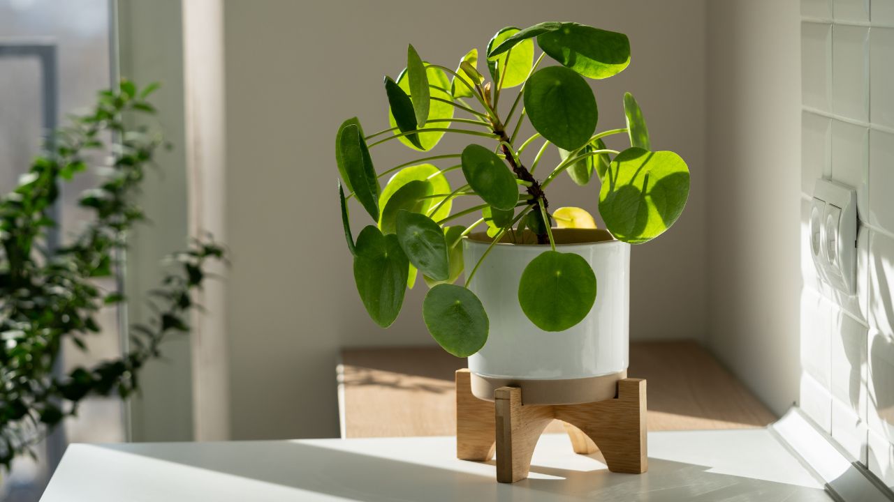 vaso com Pilea peperomioides