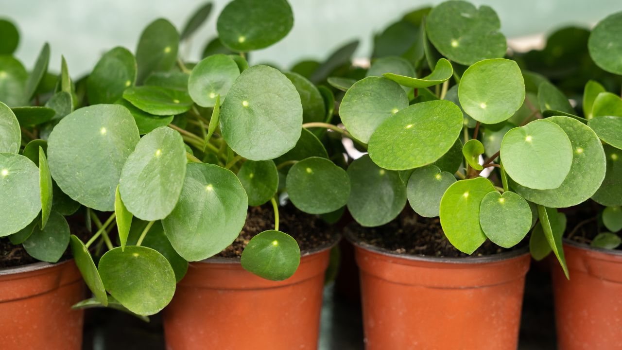 vasos com Pilea peperomioides