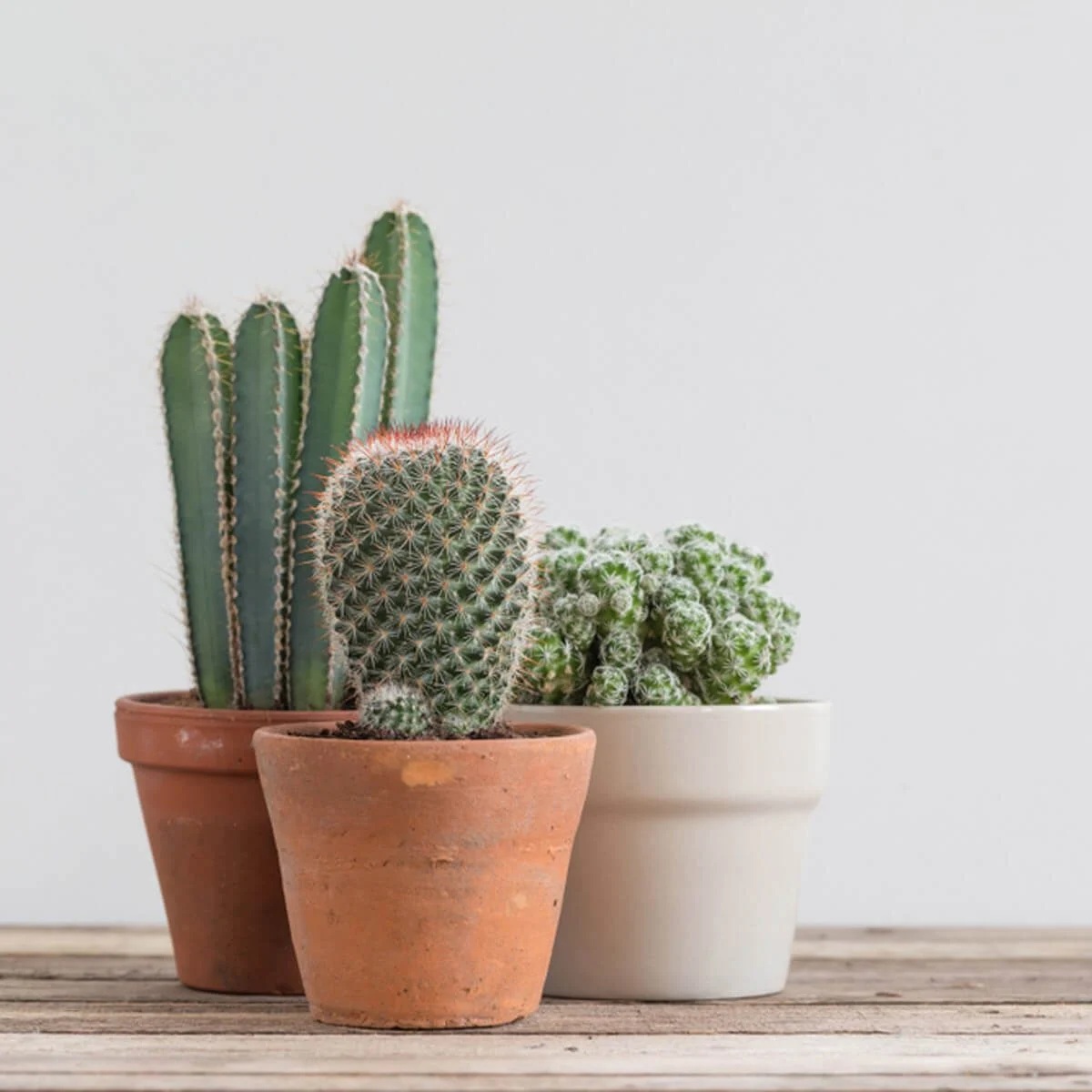 vasos pequenos com cactos