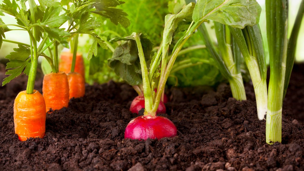 vegetais para plantio em março