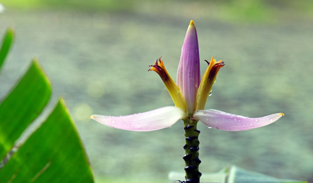 Bananeira ornamental flor