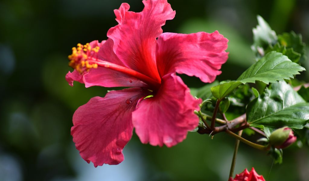 Como plantar hibisco