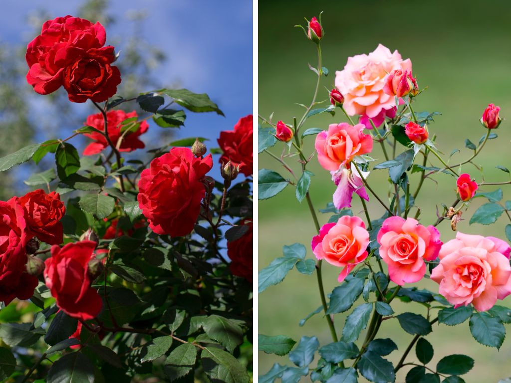 Dicas para poda de roseiras