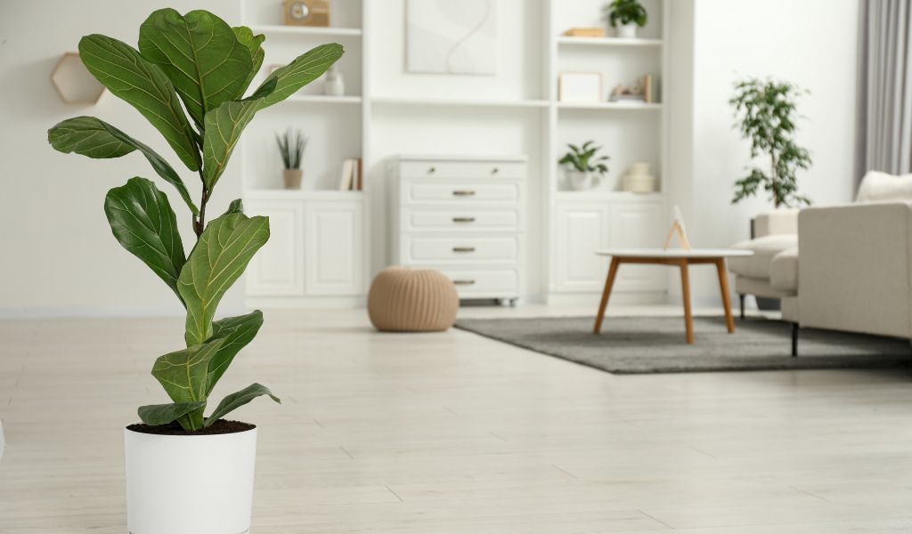 Ficus lyrata plantas para vasos grandes