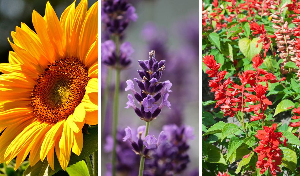 Flores perenes que atraem pássaros