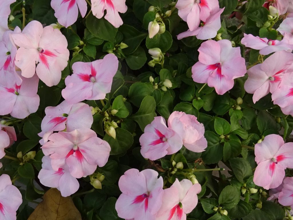 Maria-sem-vergonha (Impatiens walleriana)