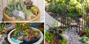 Menos é Mais! O Mini Jardim de Suculentas que Está Dando o Que Falar