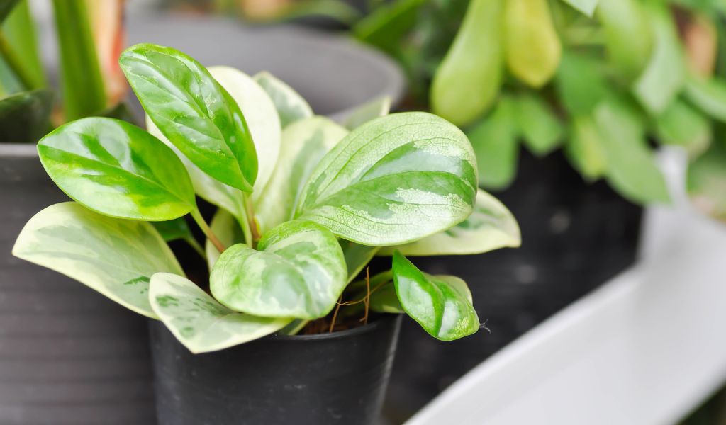 Peperomia obtusifolia cultivar