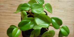 Peperomia obtusifolia planta cultivar