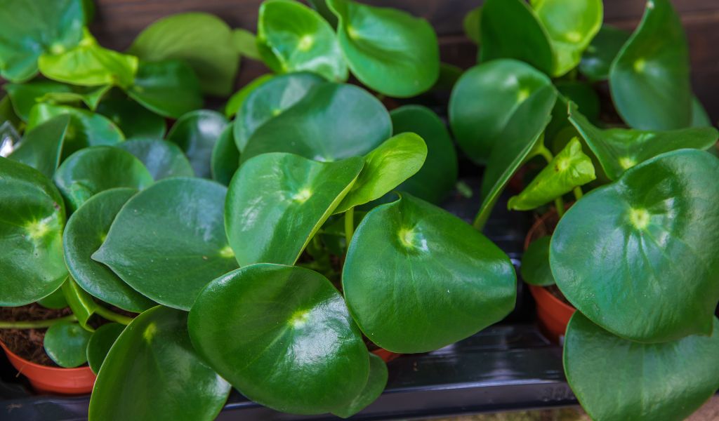 Peperomia obtusifolia plantas para cultivar