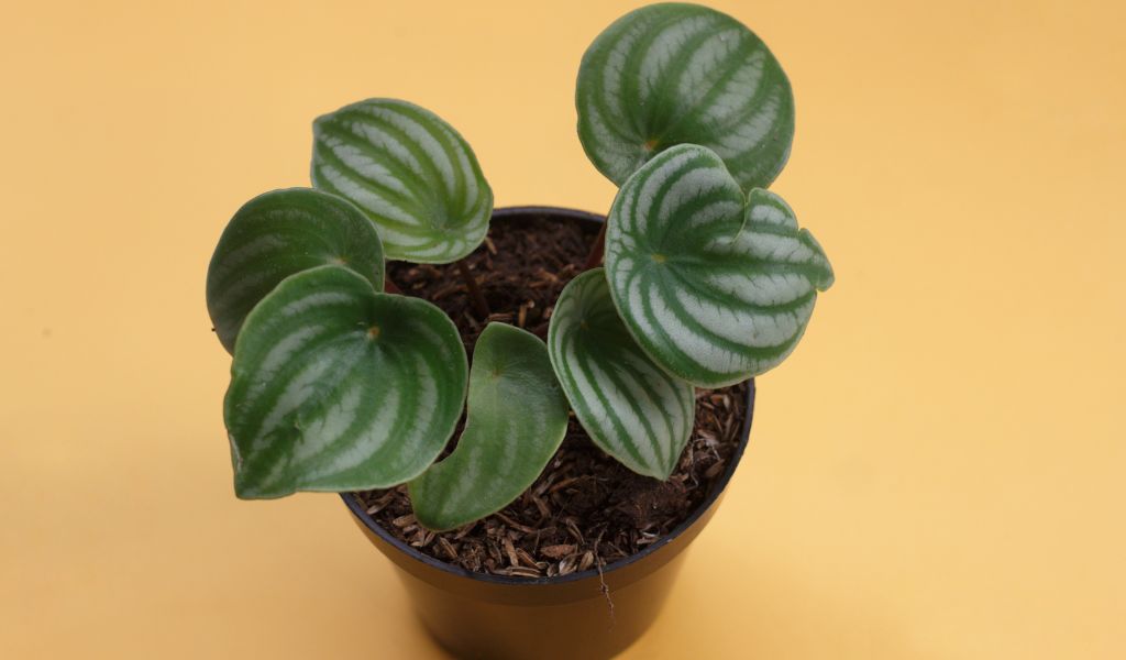 Peperomia obtusifolia