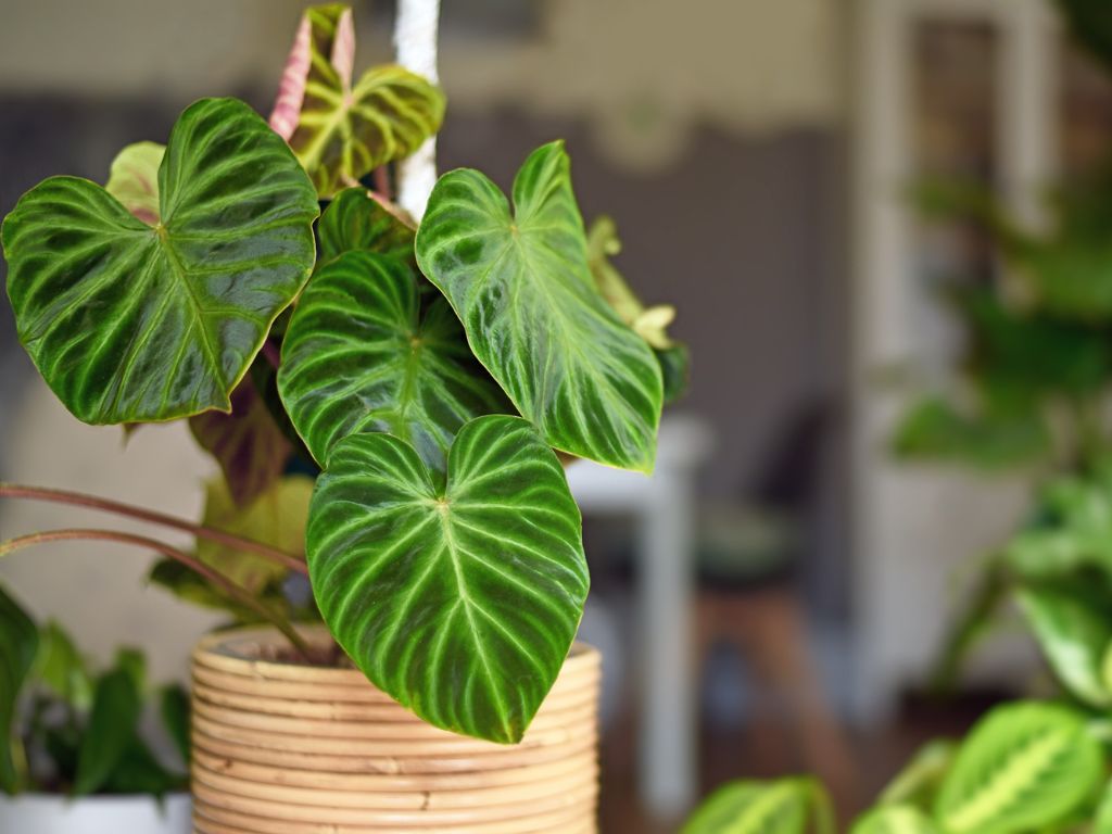 Philodendron para banheiros