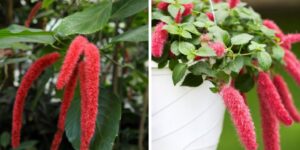 Planta Rabo-de-Gato segredos para cuidar