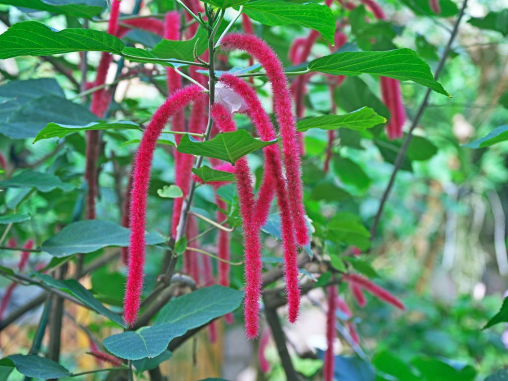 Planta Rabo-de-Gato tudo sobre