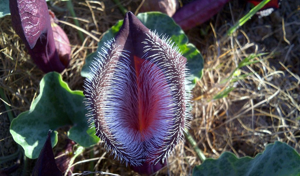 Plantas carnívoras como ter em casa