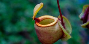 Plantas carnívoras segredos para o cultivo