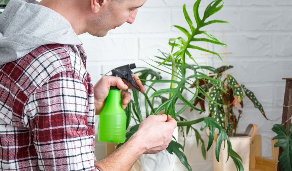 Plantas com folhas amareladas combater pragas