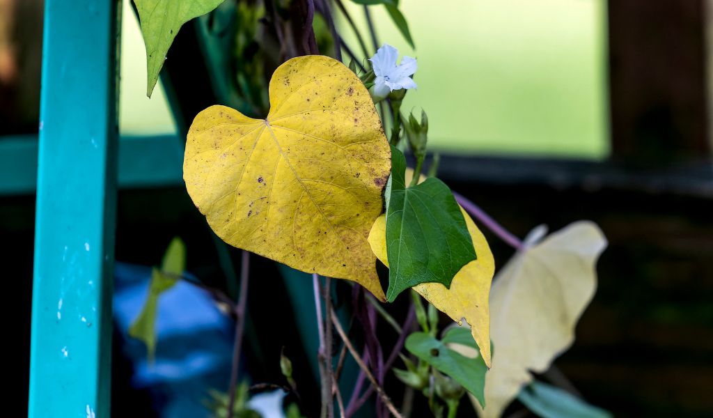 Plantas com folhas amarelas como resolver