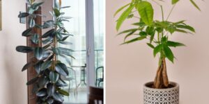 Plantas da sorte para atrair boas vibrações para sua casa