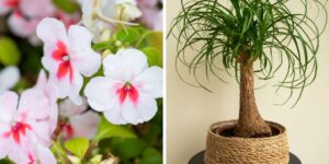 Plantas ornamentais incríveis para seu jardim