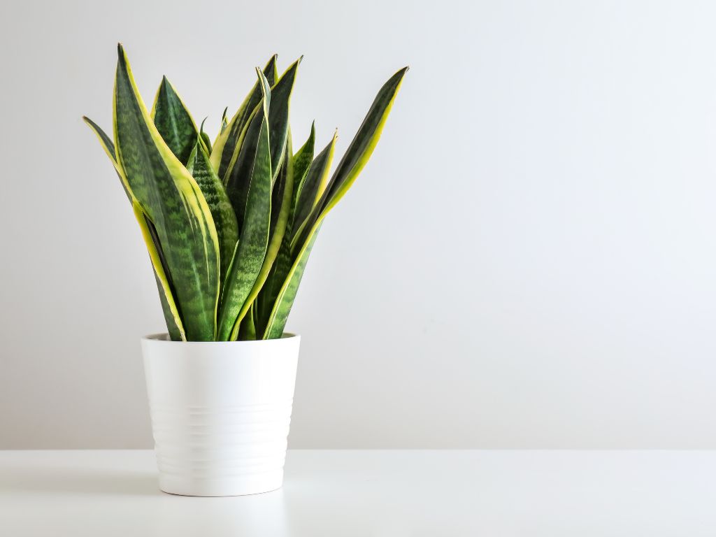 Plantas para banheiros - Sansevieria