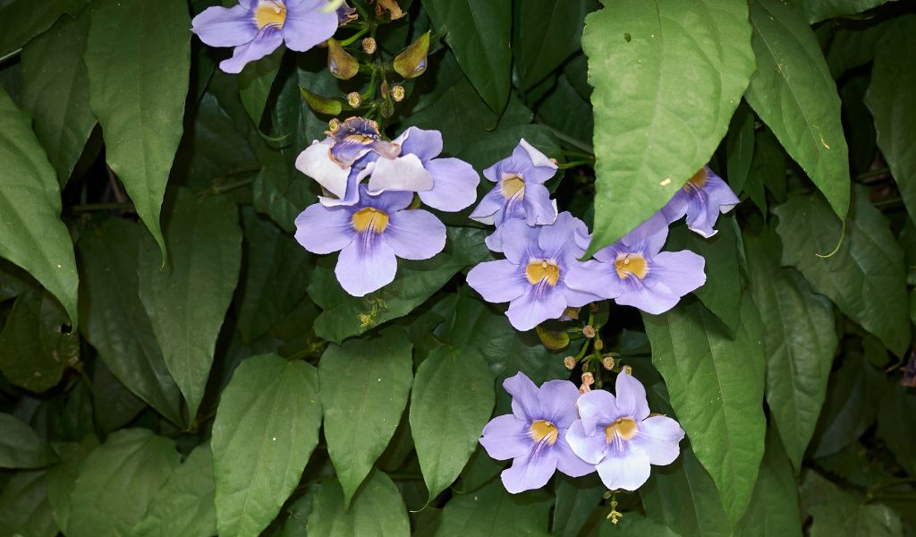 Tumbérgia-azul plantas para vasos grandes