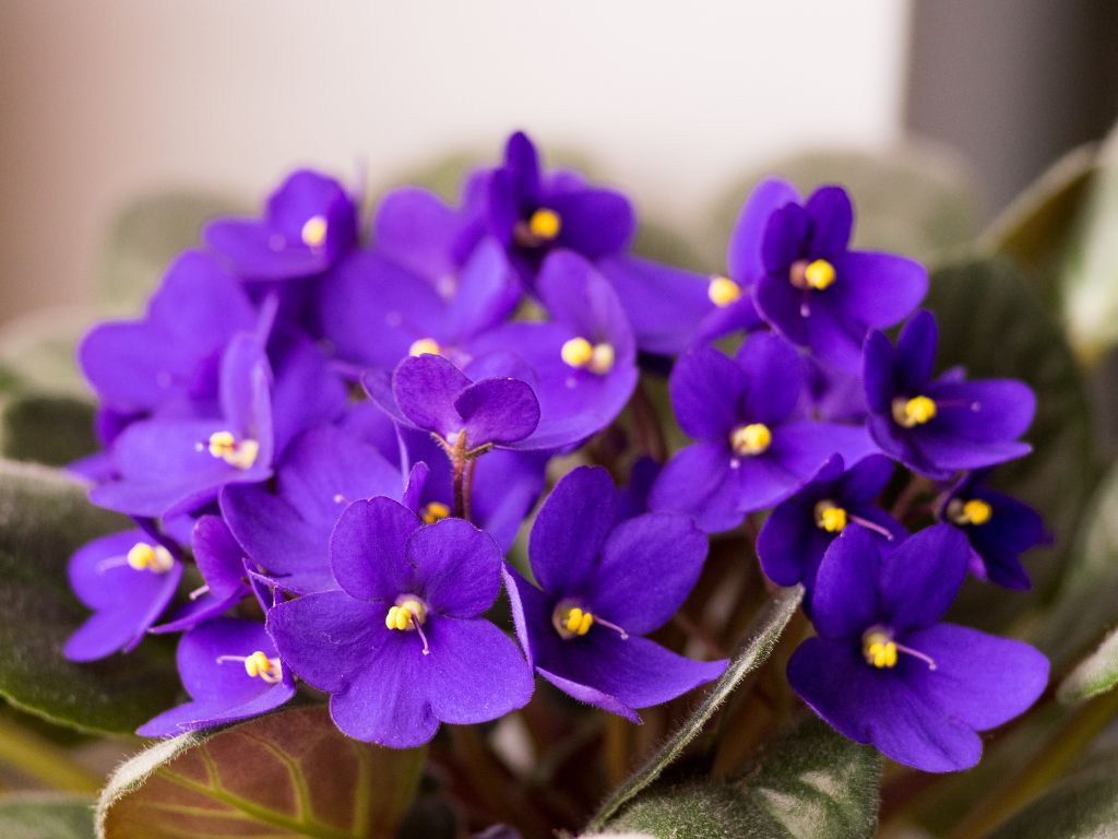 Violeta Africana - tipos de violeta