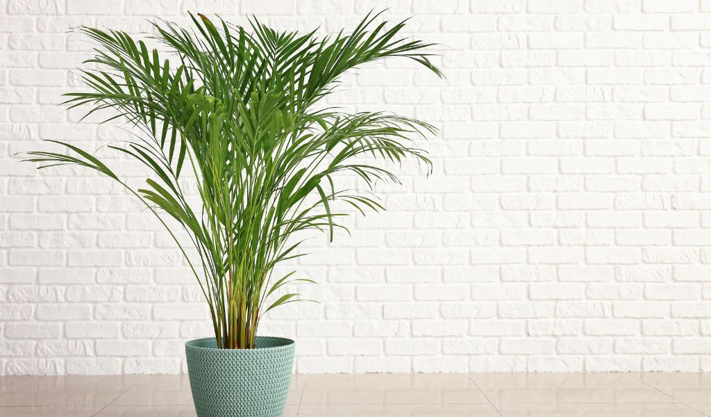 areca-bambu plantas para vasos grandes