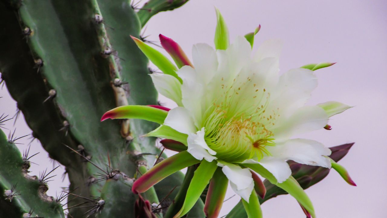 flor de mandacaru